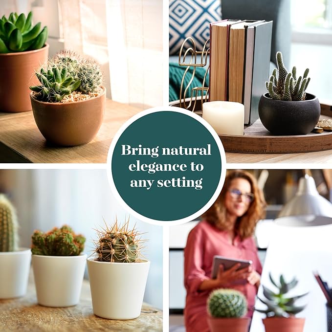 Shop Succulents Premium Live Mini Cactus Plants in Bulk 2" Pots, Easy Care Indoor or Outdoor Gardening, Terrariums, Favors, & Contemporary Spaces with Hardy, Resilient Varieties, Pack of 100