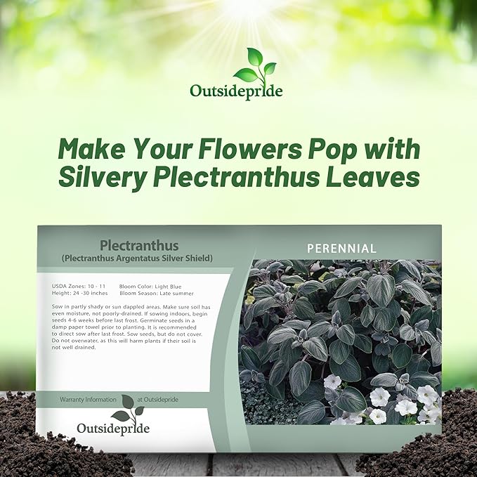 Outsidepride Silver Shield Plectranthus Seeds - 30 Pcs Perennial, Shade-Adapted, Heat-Friendly Plant Seeds for Outdoor Perennials, Attractive Silvery Foliage & Low Maintenance Garden Plants