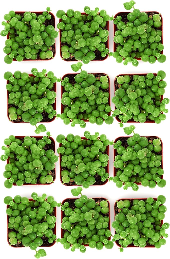 Shop Succulents String of Pearls Succulent Plant 2" Grow Pot Pack of 12