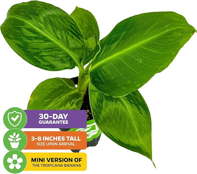 Truly Tiny Banana Live Plant - Musa 'Truly Tiny' by Wellspring Gardens - Petite Beauty, Edible Bananas, Red Variegation, Outdoor Banana Tree, Homegrown Edible Bananas (2-Pack)