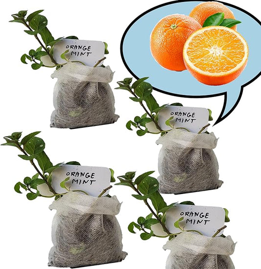 Orange Mint Plants. Share/Gift for Family and Friends. Live, Fragrant, Fresh, Edible. Easy Grow. Indoor/Outdoor. (4 Mint sac)