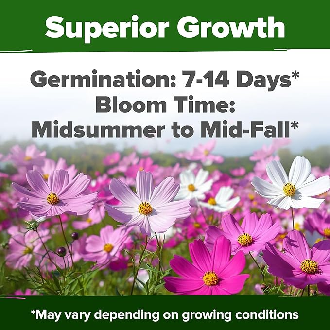 HOME GROWN Cosmos Flower Seeds Bulk Pack for 2026 (1.8 oz) 8,000+ 𝗡𝗢𝗡-𝗚𝗠𝗢 𝗨𝗦𝗔-𝗦𝗢𝗨𝗥𝗖𝗘𝗗 Heirloom Annual Wildflower Seeds – Pollinator-Friendly Mix for Pollinators & Outdoor Gardens