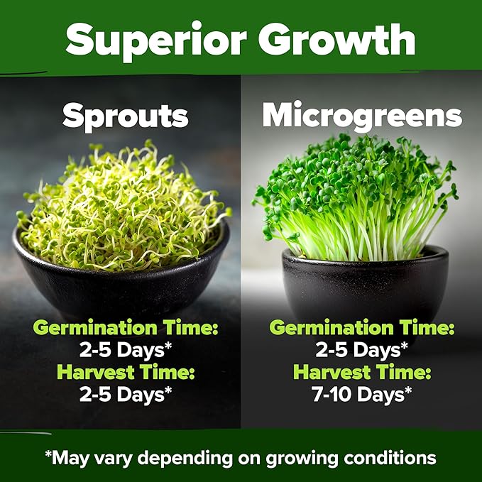 HOME GROWN Broccoli Seeds 8 oz - for Sprouting or Microgreens 𝗡𝗢𝗡-𝗚?𝗢 𝗨𝗦𝗔-𝗦𝗢𝗨𝗥𝗖𝗘𝗗 High Germination Sprout Seeds Nutritious Micro Greens - Broccoli Sprouts in 5 Days - Sulforaphane Rich