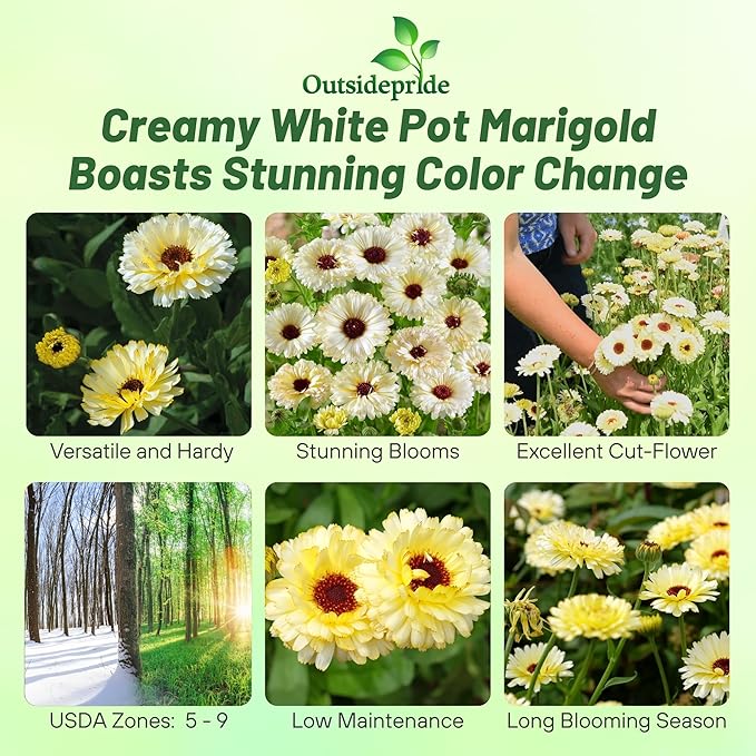 Outsidepride Snow Princess Calendula Seeds - 100 Pcs Annual Edible Flower Seeds for Planting for Dishes & Wellness Uses, with Vibrant Blooms for Cut Flower, Container, & Pollinator Gardens
