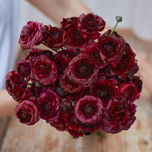 Ranunculus Bulbs - Black - 20 Bulbs - Black Flower Bulbs, Corm Attracts Bees, Attracts Pollinators, Easy to Maintain & Grow, Fragrant, Container Garden