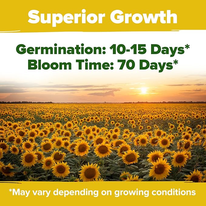HOME GROWN 𝗨𝗦𝗔 Sunflower Seeds to Plant | 520+ Giant Mammoth Sunflower Seeds for Planting Bulk Packet | Heirloom, High Germination, Easy to Grow Jumbo Sun Flower for Home Garden(Helianthus annuus)