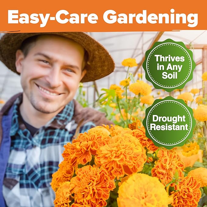 HOME GROWN Crackerjack Marigold Seeds | 4 oz / 35,000 Flower Seeds Planting Outdoor | Large Bulk Pack | 𝗡𝗢𝗡-𝗚𝗠𝗢 𝗨𝗦𝗔-𝗦𝗢𝗨𝗥𝗖𝗘𝗗, High Germination, Wildflower Seed | Companion Planting