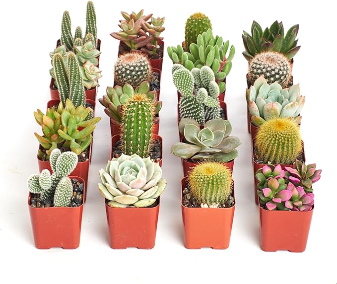 Shop Succulents Premium Live Mini Cactus and Succulent Plants in 2" Pots, Easy Care Indoor or Outdoor Gardening, Terrariums, Favors, & Contemporary Spaces with Hardy, Resilient Varieties, Pack of 32