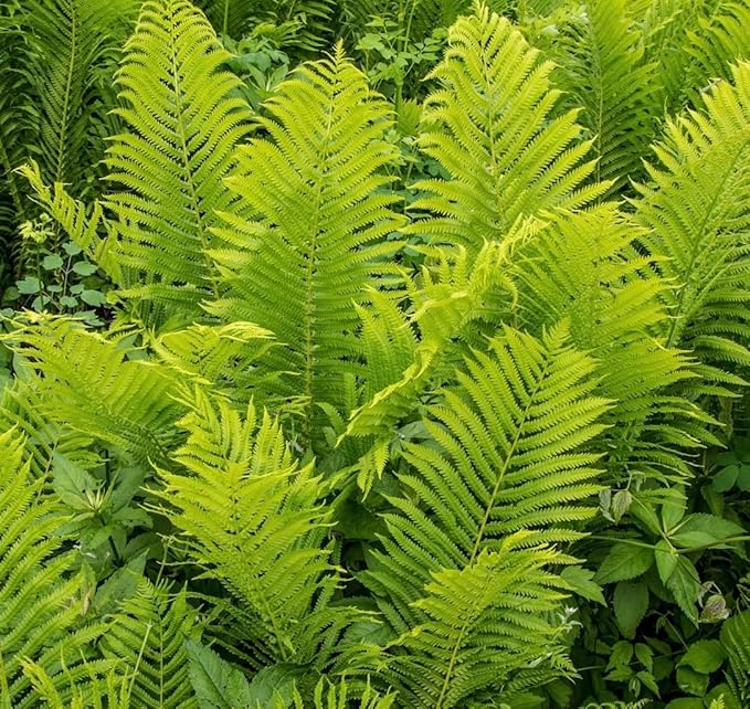 Ostrich Fern Roots for Planting (Matteuccia struthiopteris) – Elegant, Hardy Fern for Shade Gardens and Woodland Landscapes (1 Root)