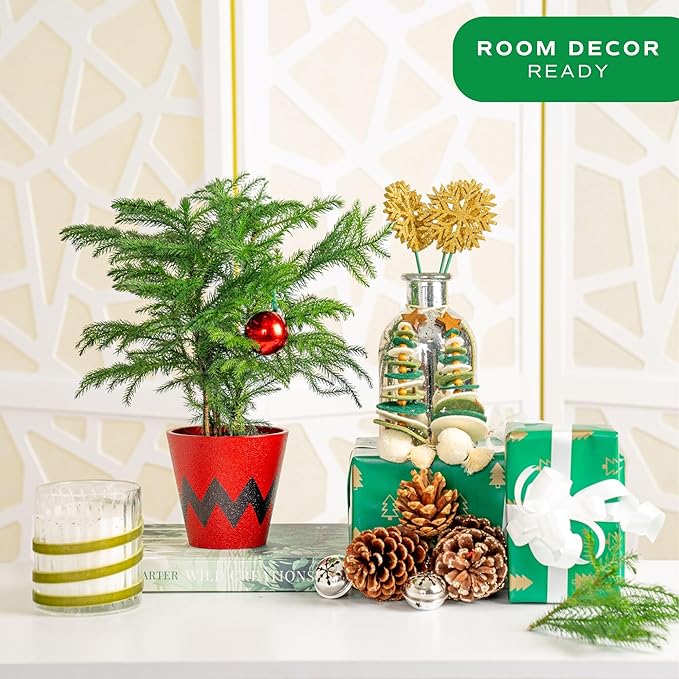 Costa Farms Live Christmas Tree, Small Norfolk Island Pine Plant in Holiday Decorative Plant Pot, Includes Ornament, Indoor Houseplant, Home, Room, or Seasonal Decor, Gift, 10-14 Inches Tall