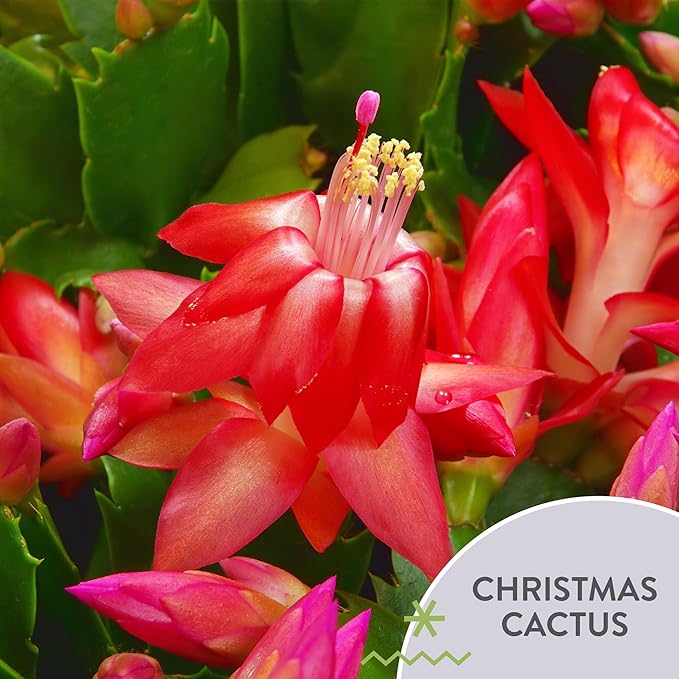 Green Circle Growers Live Christmas Cactus in 6-Inch Decorative Pot – Holiday Blooming Houseplant, Easy Care Indoor Décor