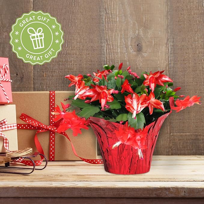 Green Circle Growers Live Christmas Cactus in 6-Inch Decorative Pot – Holiday Blooming Houseplant, Easy Care Indoor Décor