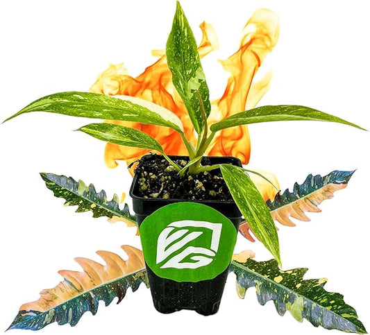 Philodendron 'Ring of Fire' Variegated Live Plant - Philodendron Wendlandii x P. Tortum by Wellspring Gardens - Rare Indoor Houseplants Ridge, Color-Splashed Leaves - Starter Plant