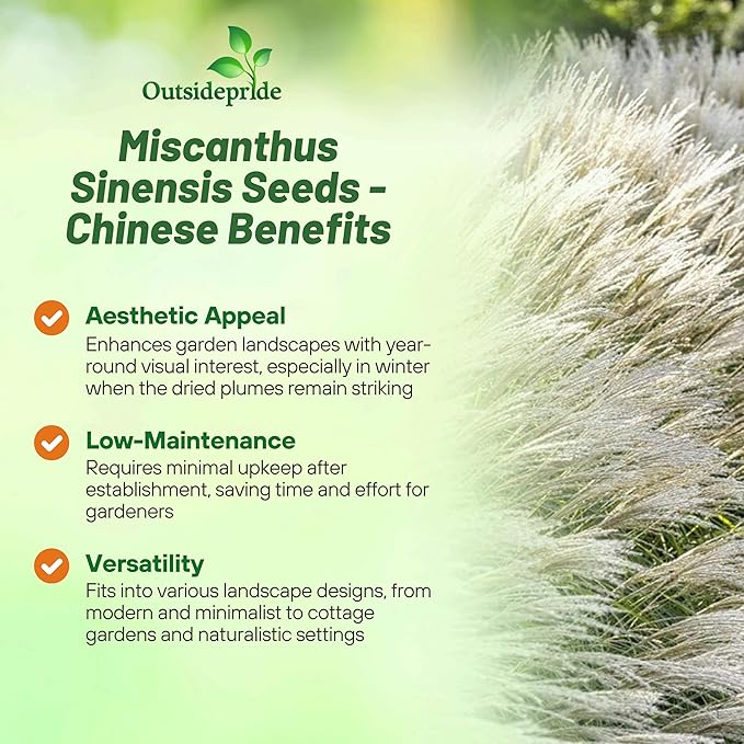 Outsidepride New Hybrids Miscanthus Sinensis Seeds - 250 Pcs. Perennial, Drought & Heat-Resistant, Chinese Silver Ornamental Grass, Tall Growth, Low Maintenance for Landscaping & Privacy Screens