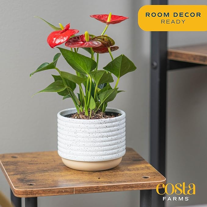 Costa Farms Anthurium, Flamingo Flower Live Plant in Decorative Pot, Air Purifying Flowering Indoor Houseplant, Home, Room, or Office Decor, House Warming or Birthday Gift, 10-14 Inches Tall
