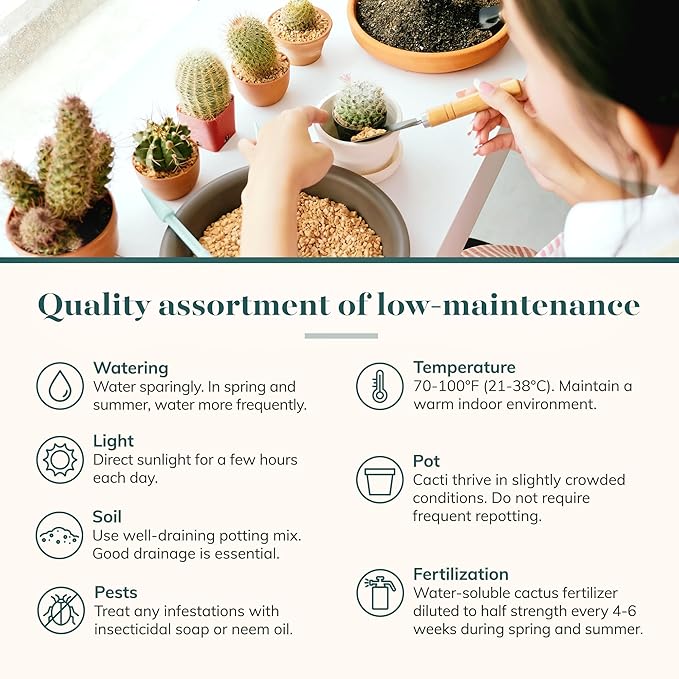 Shop Succulents Premium Live Mini Cactus and Succulent Plants in 2" Pots, Easy Care Indoor or Outdoor Gardening, Terrariums, Favors, & Contemporary Spaces with Hardy, Resilient Varieties, Pack of 20