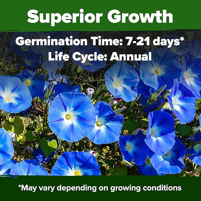 HOME GROWN 𝗨?𝗔 𝗣𝗥𝗘𝗠𝗜𝗨𝗠 Heavenly Blue Morning Glory - 150 Heirloom Seeds for Planting, 𝗡𝗢𝗡-𝗚𝗠𝗢 Ideal for a Flower Garden That Attracts Pollinators and Birds (Ipomoea Tricolor)