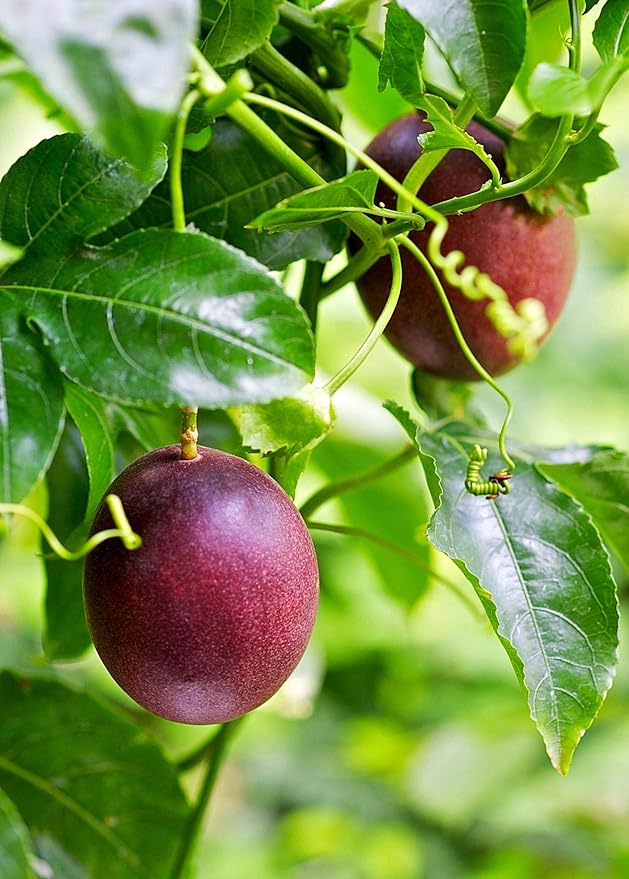 Passion Fruit Plant - 10 Live Plants in 4 Inch Growers Pots - Edible Fruit Bearing Vine for The Patio and Garden