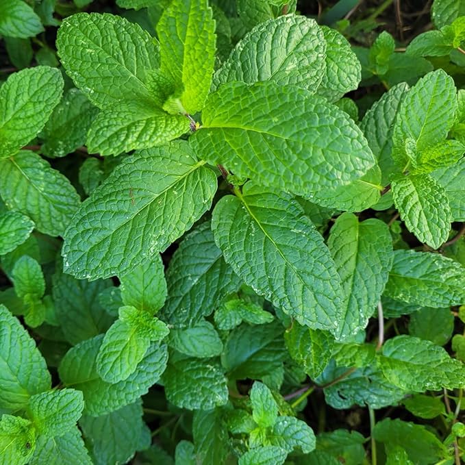 Generic Spearmint Plants. Live, Fragrant, Fresh, Edible. Easy Grow. Indoor/Outdoor. (2 Mint Cups)
