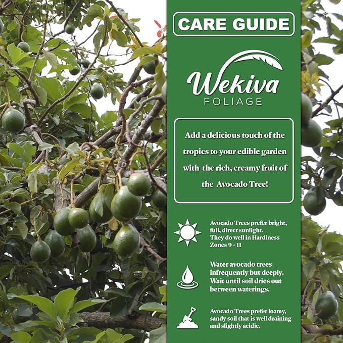 Super HASS Avocado Tree - Grafted - Live Plant in a 3 Gallon Growers Pot - Persea Americana - Beautiful Edible Fruit Bearing Tree for Patio and Garden