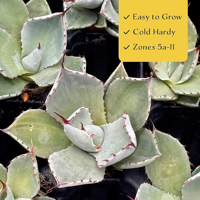 6 Agave Parryi | Live Succulents in 2.5-inch Nursery Cubes | Agave Parryi -truncata Variety | Easy-Care Drought-Tolerant Succulent | Featuring Striking Blue-Gray Compact Leaves for Xeriscapes and Home