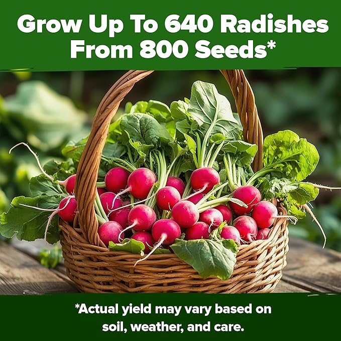HOME GROWN 𝗨𝗦𝗔 𝗣𝗥𝗘𝗠𝗜𝗨𝗠 Cherry Belle Radish Seeds 800+ 𝗡𝗢𝗡-𝗚𝗠𝗢 Heirloom Vegetable Seeds for Planting Outdoors Harvest in 30 Days Red Radishes, Spring and Fall Gardens (Raphanus Sativus)