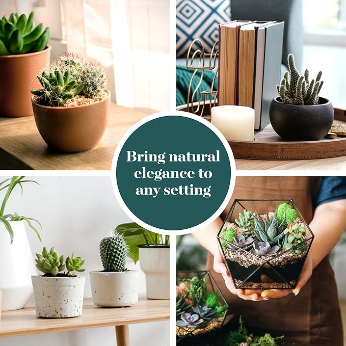 Shop Succulents Premium Live Mini Cactus and Succulent Plants in 2" Pots, Easy Care Indoor or Outdoor Gardening, Terrariums, Favors, & Contemporary Spaces with Hardy, Resilient Varieties, Pack of 100