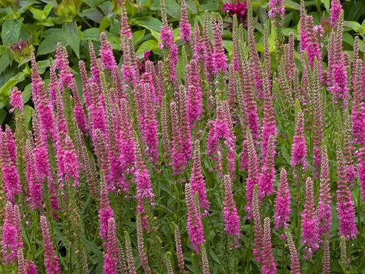 Greenwood Nursery: Live Perennial Plants - 'Red Fox' Spiked Speedwell + Veronica Spicata - [Qty: 1x Pint Pot] - (Click for Other Available Plants/Quantities)