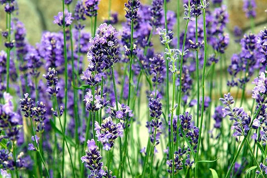 Greenwood Nursery: Live Perennial Plants - Vera Lavender + Lavandula Angustifolia - [Qty: 10x Pint Pots] - (Click for Other Available Plants/Quantities)