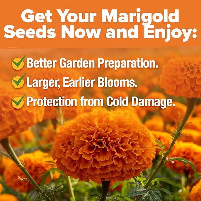 HOME GROWN Crackerjack Marigold Seeds 2.05oz - 15,000 Flower Seeds Planting Outdoor, Large Bulk Pack, 𝗡𝗢𝗡-𝗚𝗠𝗢 𝗨𝗦𝗔 Sourced, High Germination, Companion Planting, Orange (Tagetes erecta)
