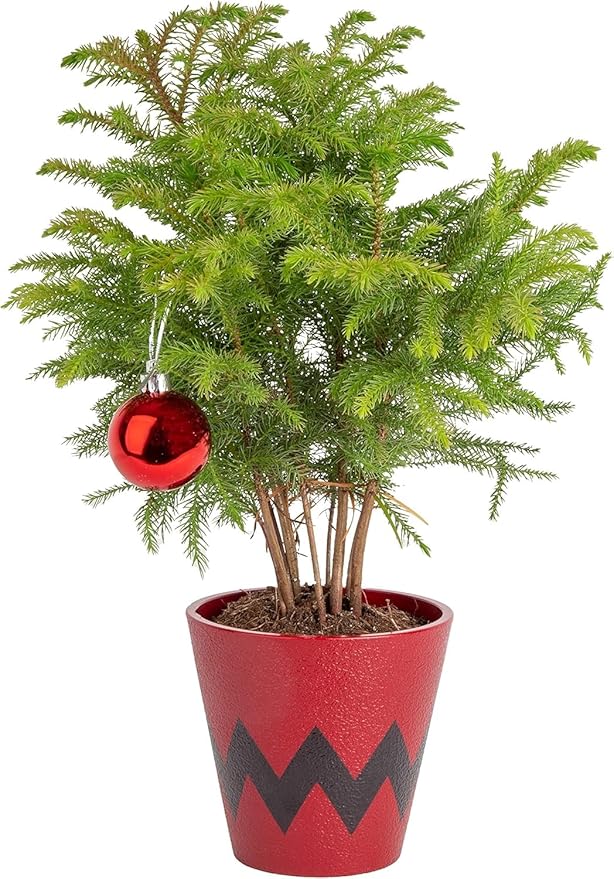 Costa Farms Live Christmas Tree, Small Norfolk Island Pine Plant in Holiday Decorative Plant Pot, Includes Ornament, Indoor Houseplant, Home, Room, or Seasonal Decor, Gift, 10-14 Inches Tall