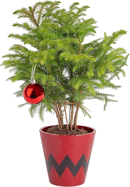 Costa Farms Live Christmas Tree, Small Norfolk Island Pine Plant in Holiday Decorative Plant Pot, Includes Ornament, Indoor Houseplant, Home, Room, or Seasonal Decor, Gift, 10-14 Inches Tall