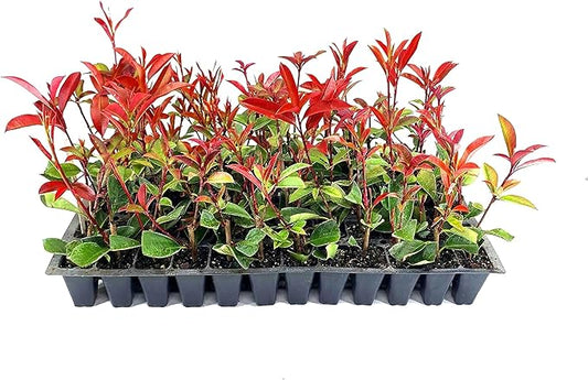 Red Tip | 60 Live Plants | Photinia Fraseri | Evergreen Shrub, Fast Growing Privacy Hedge, Year-Round Color, Low Maintenance, Ornamental Foliage, Ideal for Landscaping, Dense Growth