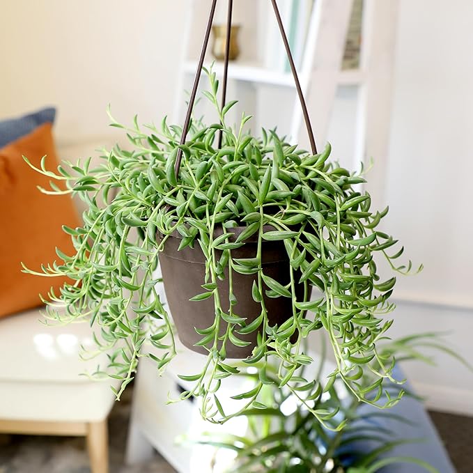 String of Bananas Succulent, Hanging Plants Live Succulents Plants Live Houseplants, Hanging Planter Basket, Mini Succulents Live Plants Indoor Plants in Plant Basket by Plants for Pets