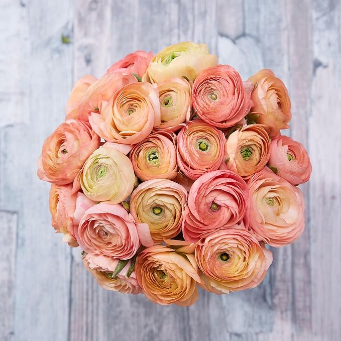 Eden Brothers Ranunculus Bulbs - Salmon