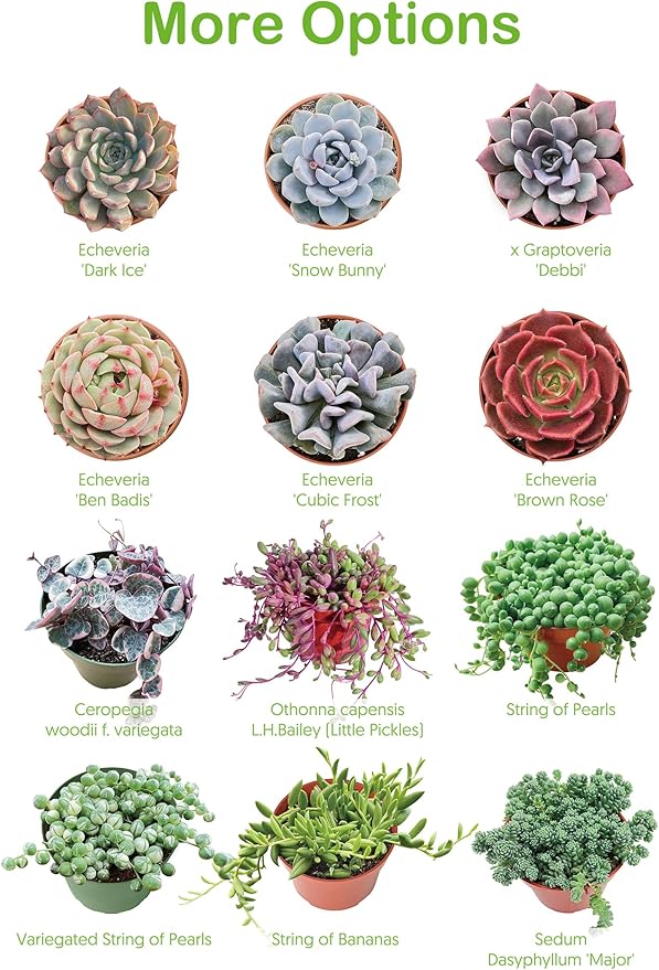 Live Succulents 'Bunny Ear Cactus' (4-inch), Succulent Plants Fully Rooted in Pots with Soil, Easy-Care House Plant for DIY, Home Office Decor, Wedding Party Favor