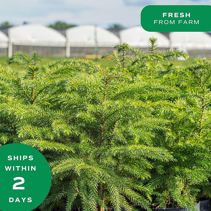 Costa Farms Norfolk Island Pine, Live Christmas Tree Plant in Holiday Gift Wrap Pot, Small Indoor Houseplant, Includes Ornaments, Home, Room, or Office Decor, Decoration, 10-14 Inches Tall
