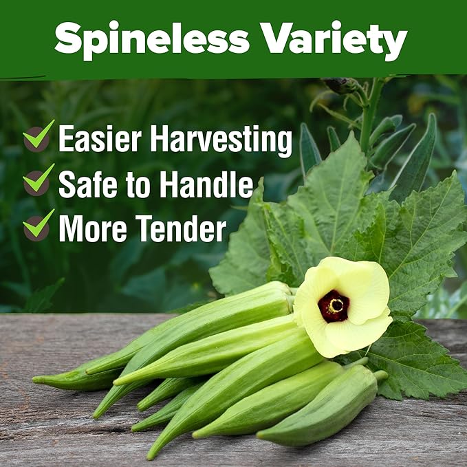 HOME GROWN 𝗨𝗦𝗔 𝗣𝗥𝗘𝗠𝗜𝗨𝗠 Clemson Spineless Okra Seeds 101+ 𝗡𝗢𝗡-𝗚𝗠𝗢 Heirloom Vegetable Seeds for Planting Easy to Grow Outdoor Summer Garden High Germination Rate (Abelmoschus esculentus)