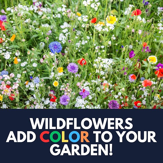 Bee Wildflower Mix (1oz) Sprinkle a Little Magic—Our Shade, Perennial, Hummingbird, Deer-Resistant, and Other mixes Bring Vibrant Color and pollinator Joy to Any Space.