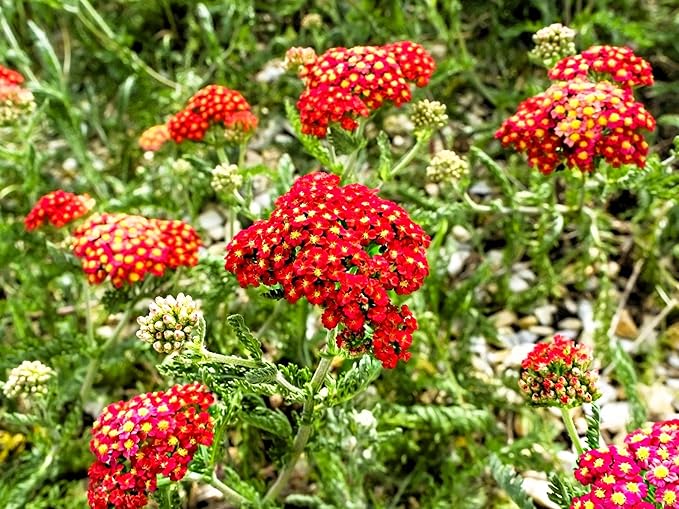 Greenwood Nursery: Live Perennial Plants - Achillea New Vintage Red Yarrow - [Qty: 3X Pint Pots] - (Click for Other Available Plants/Quantities)