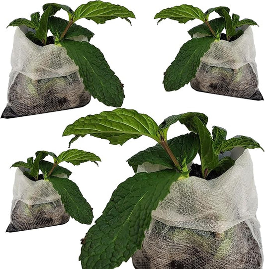 Live Mint Plants. Fragrant, Fresh, Edible. Easy Grow. Indoor/Outdoor. (4 Any Mint Sacs)
