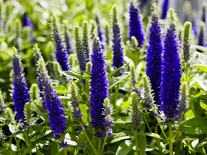 Greenwood Nursery: Live Perennial Plants - 'Royal Candles' Spiked Speedwell + Veronica Spicata - [Qty: 1x Pint Pot] - (Click for Other Available Plants/Quantities)