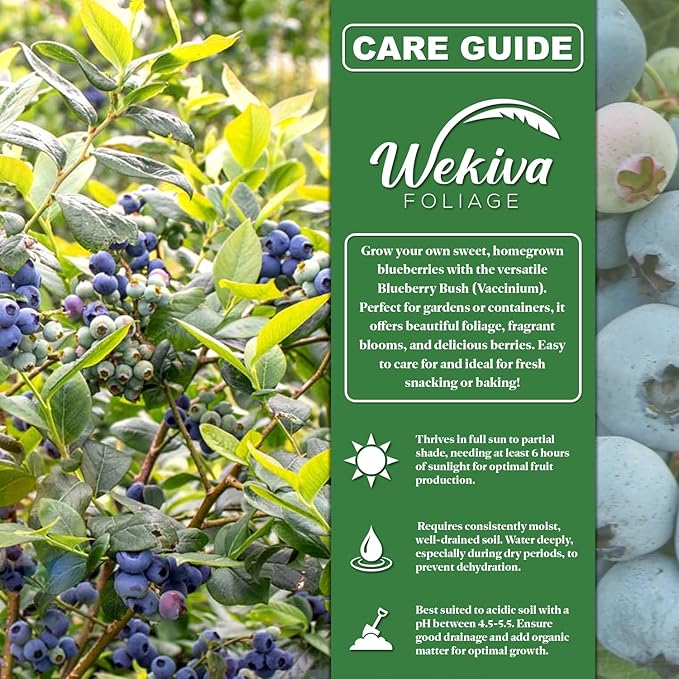 Sunshine Blue Blueberry Plant - 1 Live Starter Plant - Vaccinium - Edible Fruit Bearing Bush for The Patio and Garden