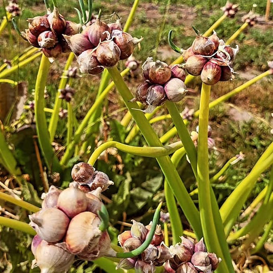 Set 40 of Egyptian Walking Onions Bulbs for Planting, Egyptian Walking Onions Topsets Bulbs for Planting Onion Bulbils, Perennial Fall Planting Gardening Indoor and Outdoor