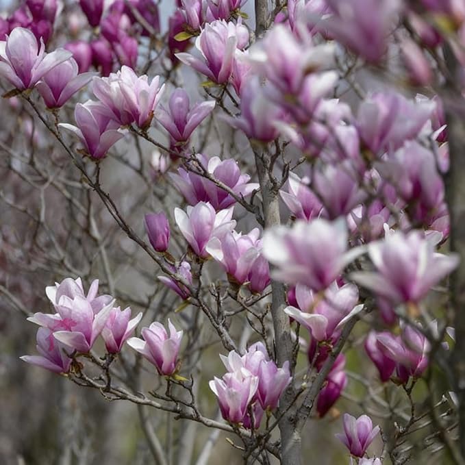 10 Magnolia Flower Seeds for Planting, Mixed Color Perennial Yulania Flower Seed, Non-GMO Heirloom Magnolia Flower Seeds for Home Garden Outdoor