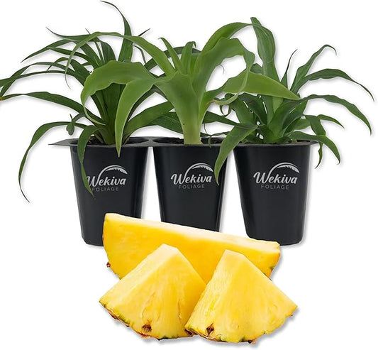 Elite Gold Pineapple Plant - 3 Live Starter Plants - Ananas Comosus - Edible and Fruit Bearing for Patio and Garden