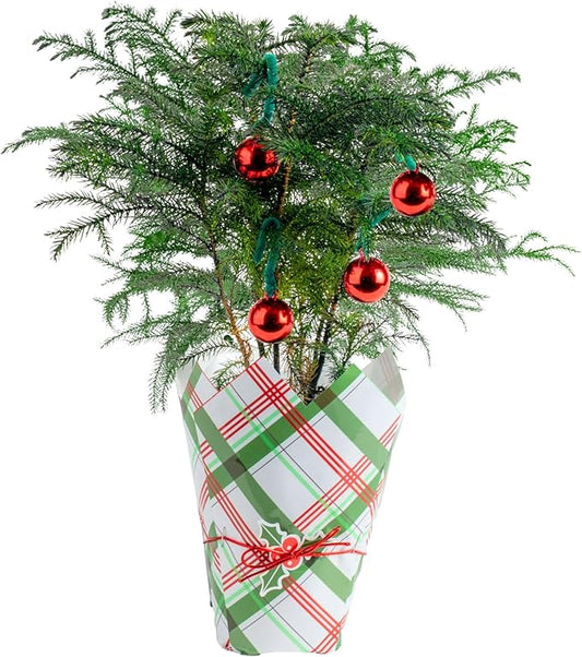 Costa Farms Norfolk Island Pine, Live Christmas Tree Plant in Holiday Gift Wrap Pot, Small Indoor Houseplant, Includes Ornaments, Home, Room, or Office Decor, Decoration, 10-14 Inches Tall