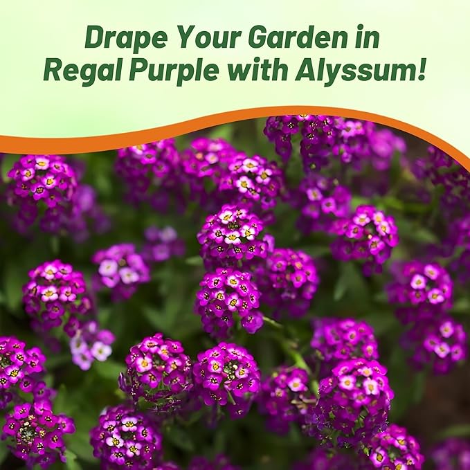 Outsidepride Oriental Nights Alyssum Seeds - 10000 Pcs Annual, Drought-Tolerant & Pollinator-Friendly Ground Cover Seeds w/Fragrant Honey Blooms for Low-Growing Xeriscaping & Outdoor Planting
