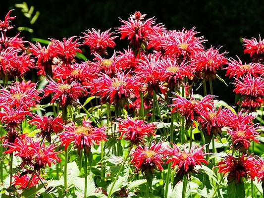 Greenwood Nursery: Live Perennial Plants - Bee Balm Jacob Cline + Monarda Didyma - [Qty: 2X Pint Pots] - (Click for Other Available Plants/Quantities)