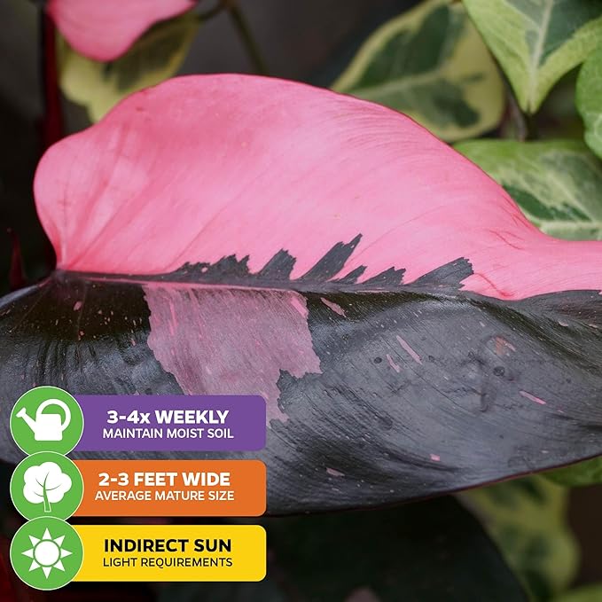 Pink Princess Philodendron - Philodendron erubescens - Wellspring Gardens - Rare Starter Plants - Heart-Shaped Pink for Indoor/Outdoor Planting